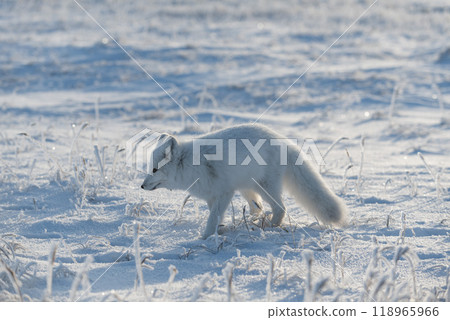 Wild arctic fox (Vulpes Lagopus) in tundra in winter time. White arctic fox. 118965966