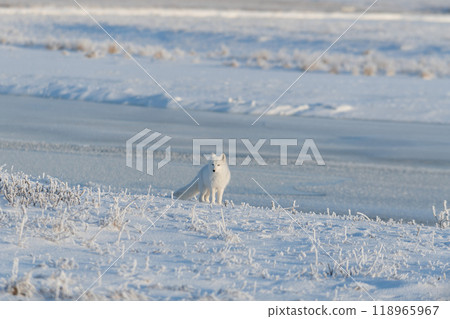 Wild arctic fox (Vulpes Lagopus) in tundra in winter time. White arctic fox. Wild arctic fox (Vulpes Lagopus) in tundra in winter time. White arctic fox. 118965967
