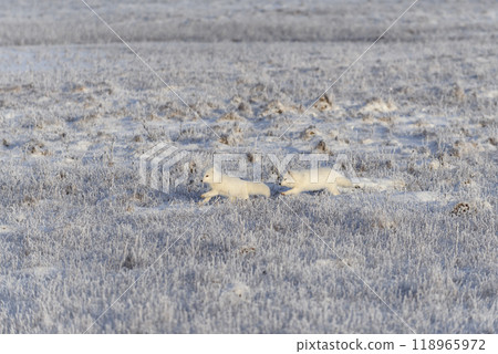 Two arctic foxes (Vulpes Lagopus) in wilde tundra. Arctic fox playing. Two arctic foxes (Vulpes Lagopus) in wilde tundra. Arctic fox playing. 118965972