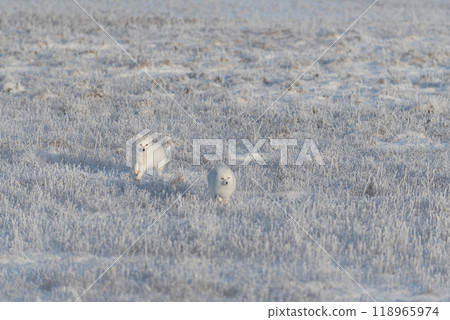 Two arctic foxes (Vulpes Lagopus) in wilde tundra. Arctic fox playing. Two arctic foxes (Vulpes Lagopus) in wilde tundra. Arctic fox playing. 118965974