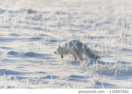 Wild arctic fox (Vulpes Lagopus) in tundra in winter time. White arctic fox running. Wild arctic fox (Vulpes Lagopus) in tundra in winter time. White arctic fox running. 118965982