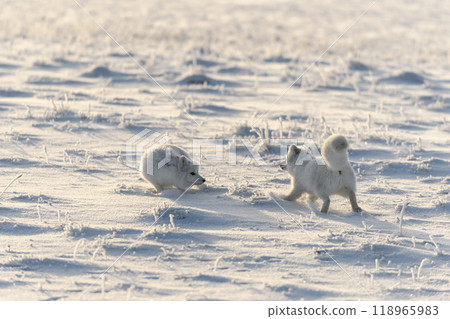 Two arctic foxes (Vulpes Lagopus) in wilde tundra. Arctic fox playing. Two arctic foxes (Vulpes Lagopus) in wilde tundra. Arctic fox playing. 118965983
