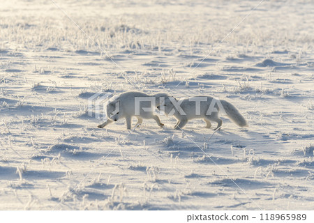 Two arctic foxes (Vulpes Lagopus) in wilde tundra. Arctic fox playing. 118965989