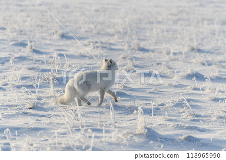 Arctic fox in winter time in Siberian tundra 118965990