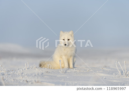 Wild arctic fox (Vulpes Lagopus) in tundra in winter time. White arctic fox sitting. 118965997