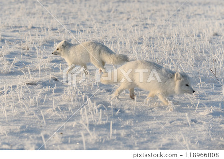 Two arctic foxes (Vulpes Lagopus) in wilde tundra. Arctic fox playing. 118966008