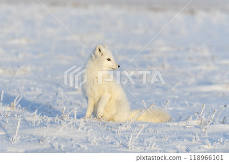 Arctic fox (Vulpes Lagopus) in wilde tundra. Arctic fox sitting. 118966101