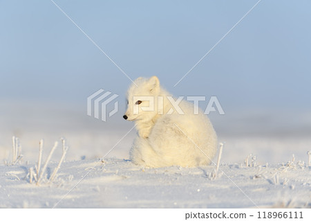 Arctic fox (Vulpes Lagopus) in wilde tundra. Arctic fox sitting. 118966111