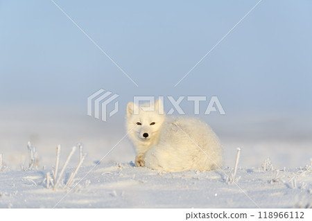 Arctic fox (Vulpes Lagopus) in wilde tundra. Arctic fox lying. Sleeping in tundra. 118966112