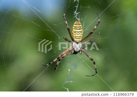 Predation of the long-tailed spider Predation of the long-tailed spider 118966379
