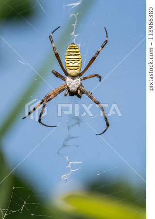 長尾蜘蛛的捕食 118966380