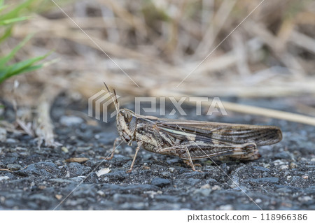 Spotted grasshopper (small grasshopper) brown type Spotted grasshopper (small grasshopper) brown type 118966386