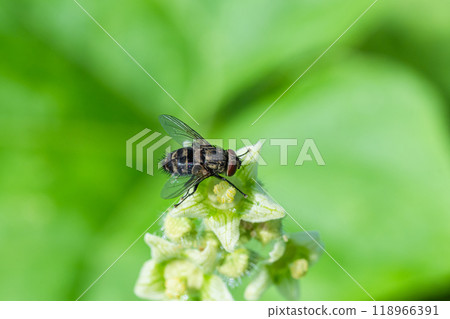 Togari Hari fly 118966391