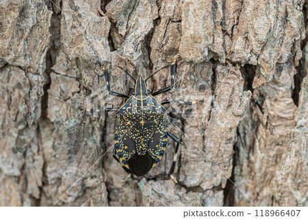 Madara bug 118966407