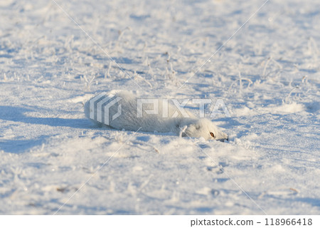 Wild arctic fox (Vulpes Lagopus) in tundra in winter time. White arctic fox lying. Sleeping in tundra. Wild arctic fox (Vulpes Lagopus) in tundra in winter time. White arctic fox lying. Sleeping in tundra. 118966418
