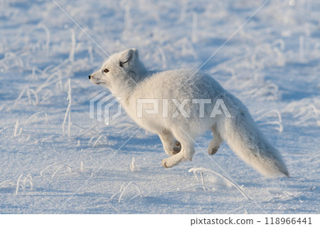 Wild arctic fox (Vulpes Lagopus) in tundra in winter time. White arctic fox running. Wild arctic fox (Vulpes Lagopus) in tundra in winter time. White arctic fox running. 118966441