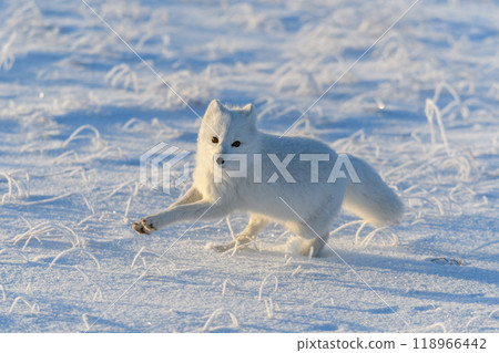 Wild arctic fox (Vulpes Lagopus) in tundra in winter time. White arctic fox running. Wild arctic fox (Vulpes Lagopus) in tundra in winter time. White arctic fox running. 118966442