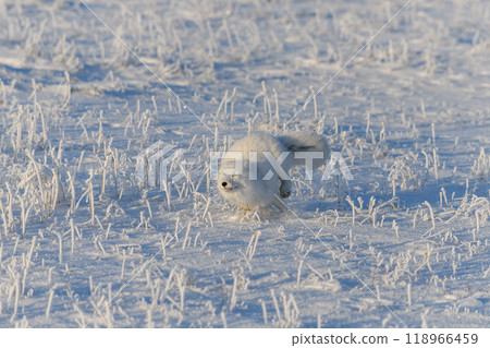 Wild arctic fox (Vulpes Lagopus) in tundra in winter time. White arctic fox running. Wild arctic fox (Vulpes Lagopus) in tundra in winter time. White arctic fox running. 118966459