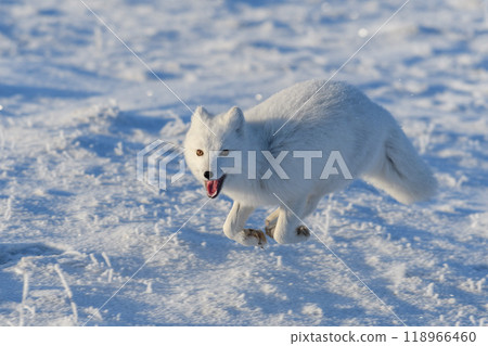 Wild arctic fox (Vulpes Lagopus) in tundra in winter time. White arctic fox running. Wild arctic fox (Vulpes Lagopus) in tundra in winter time. White arctic fox running. 118966460