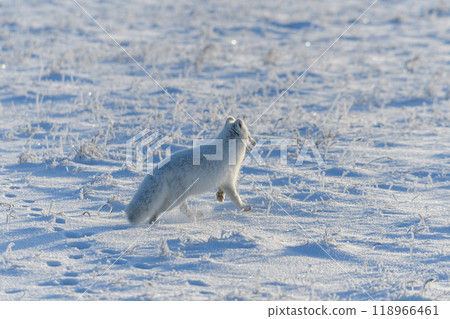 Wild arctic fox (Vulpes Lagopus) in tundra in winter time. White arctic fox. Wild arctic fox (Vulpes Lagopus) in tundra in winter time. White arctic fox. 118966461