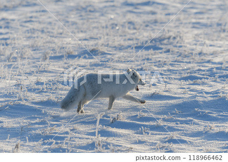 Wild arctic fox (Vulpes Lagopus) in tundra in winter time. White arctic fox. Wild arctic fox (Vulpes Lagopus) in tundra in winter time. White arctic fox. 118966462