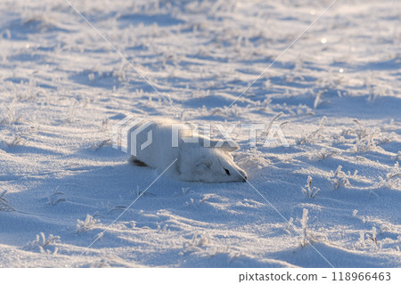 Wild arctic fox lying in tundra in winter time. Funny arctic fox playing. Wild arctic fox lying in tundra in winter time. Funny arctic fox playing. 118966463