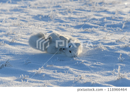Wild arctic fox lying in tundra in winter time. Funny arctic fox playing. Wild arctic fox lying in tundra in winter time. Funny arctic fox playing. 118966464