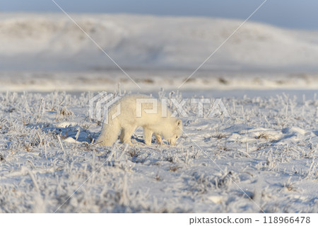 Wild arctic fox (Vulpes Lagopus) in tundra in winter time. White arctic fox. Wild arctic fox (Vulpes Lagopus) in tundra in winter time. White arctic fox. 118966478