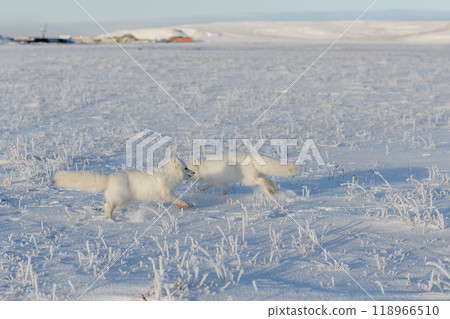 Two arctic foxes (Vulpes Lagopus) in wilde tundra. Arctic fox playing. Two arctic foxes (Vulpes Lagopus) in wilde tundra. Arctic fox playing. 118966510