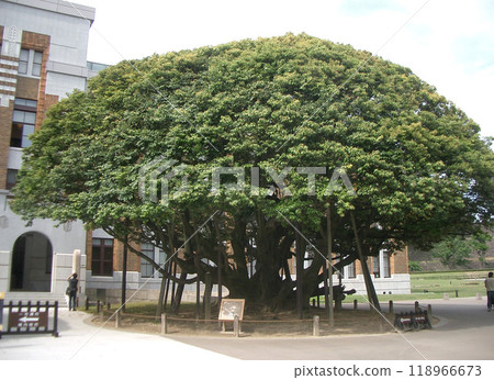 狗形檜樹（舊石川縣廳本廳舍右側） 118966673