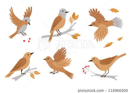 Forest birds vector illustration. Set of birds in different poses - bird is flying, siting on branch. Vector cute animals on white background. 118966800