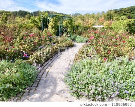 Autumn flowers blooming in the garden 118966993