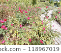 Red roses in an autumn garden 118967019