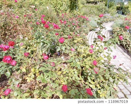 秋天花園裡的紅玫瑰 秋天花園裡的紅玫瑰 118967019