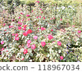 Red roses in the garden 118967034