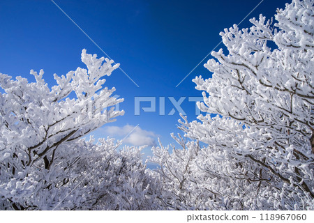 "Mt. Gozaisho in winter" Magnificent frost-covered trees on the mountain and a clear winter sky 118967060