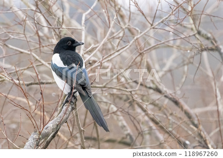 Eurasian Magpie on a Branch Eurasian Magpie on a Branch 118967260