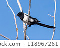 Eurasian Magpie on a Branch 118967261