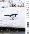 Eurasian Magpie on Ice 118967262