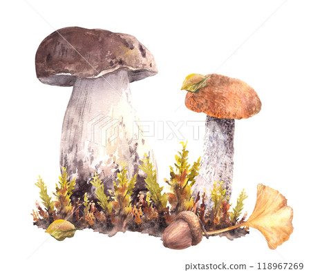 Mushrooms fall arrangement Boletus red cap, Porcini, moos, yellow, green leaves and brown acorn Forest harvest for card, poster, label print Watercolor hand drawn illustration isolated from background Mushrooms fall arrangement Boletus red cap, Porcini, moos, yellow, green leaves and brown acorn Forest harvest for card, poster, label print Watercolor hand drawn illustration isolated from background 118967269