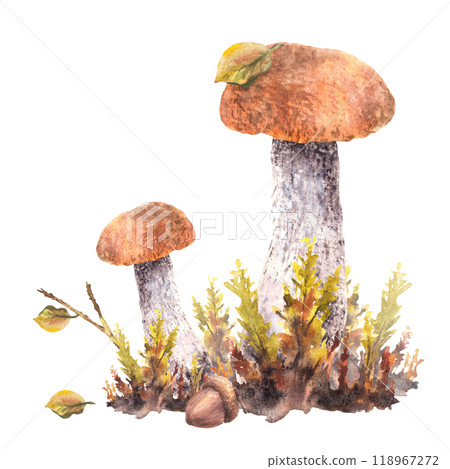Mushrooms fall composition. Boletus orange cap with moos, yellow green leaves and brown acorn. Forest wild Edible fungi watercolor hand drawn illustration. Autumn harvest card isolated from background 118967272