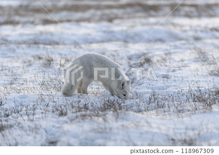 Arctic fox in winter time in Siberian tundra. Arctic fox in winter time in Siberian tundra. 118967309