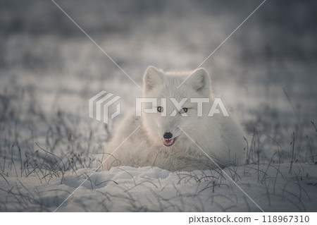 Wild arctic fox (Vulpes Lagopus) in tundra in winter time. White arctic fox lying. Wild arctic fox (Vulpes Lagopus) in tundra in winter time. White arctic fox lying. 118967310