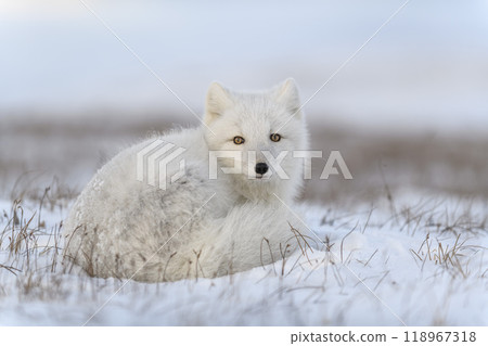 Wild arctic fox in tundra. Arctic fox lying. Sleeping in tundra. 118967318
