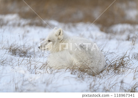 Wild arctic fox (Vulpes Lagopus) in tundra in winter time. White arctic fox lying. Wild arctic fox (Vulpes Lagopus) in tundra in winter time. White arctic fox lying. 118967341