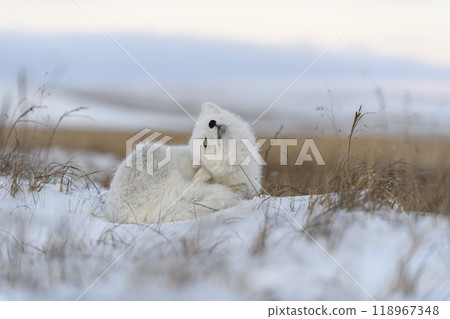 Arctic fox (Vulpes Lagopus) lying and scrathing in wilde tundra. Arctic fox (Vulpes Lagopus) lying and scrathing in wilde tundra. 118967348
