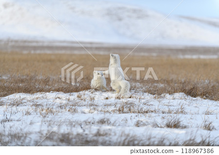 Two young arctic foxes (Vulpes Lagopus) in wilde tundra. Arctic fox playing. 118967386