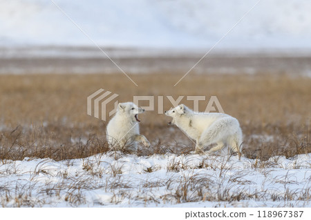 Two young arctic foxes (Vulpes Lagopus) in wilde tundra. Arctic fox playing. 118967387