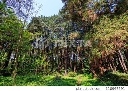 城市公園裡美麗的雪松森林。東京文京區 - 2024 城市公園裡美麗的雪松森林。東京文京區 - 2024 118967391