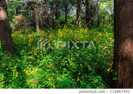 城市公園裡美麗的山吹(薔薇科)群。東京文京區 - 2024 城市公園裡美麗的山吹(薔薇科)群。東京文京區 - 2024 118967442